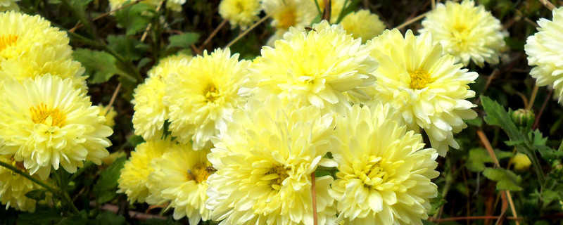 菊花的根部生出嫩芽怎么回事（菊花会从根部发芽吗）