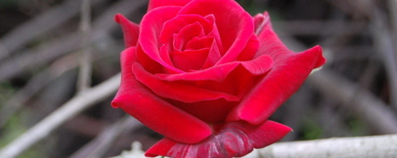 月季花夏季要遮阳吗(月季花怕太阳晒吗)