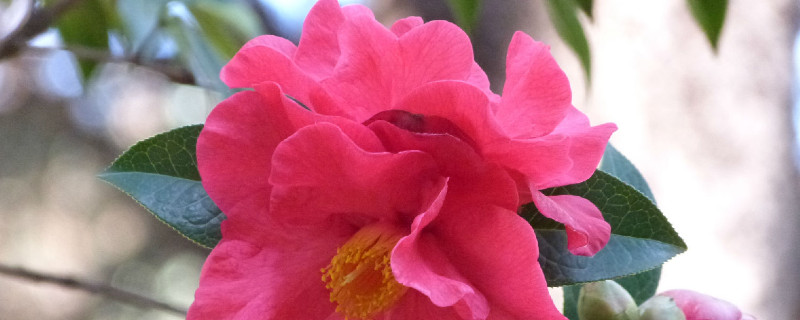 茶花春天什么时候换盆（茶花春季换盆）