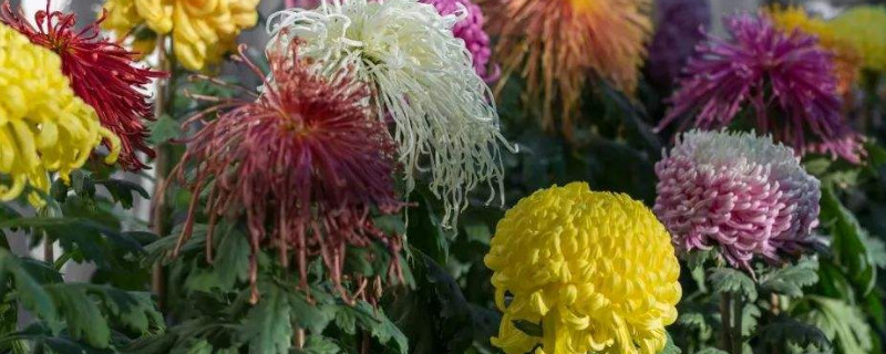 菊花冬天能种吗（菊花可以秋天种吗）