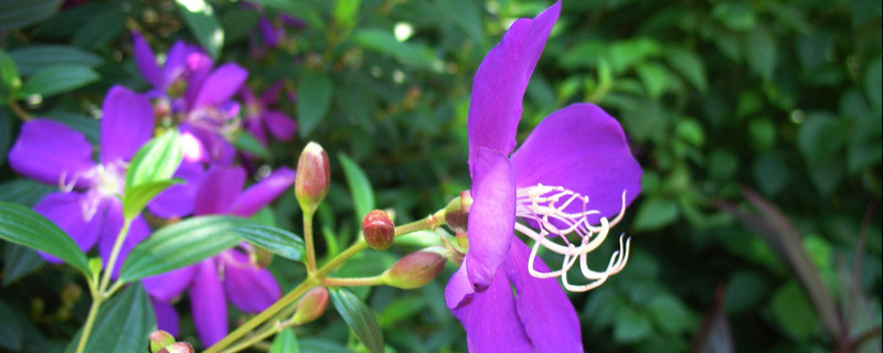 紫荆花秋季多久施一次肥（紫荆树什么时候施肥）