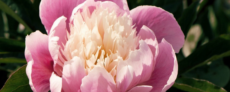 芍药花怎么培养（芍药花怎么栽植）