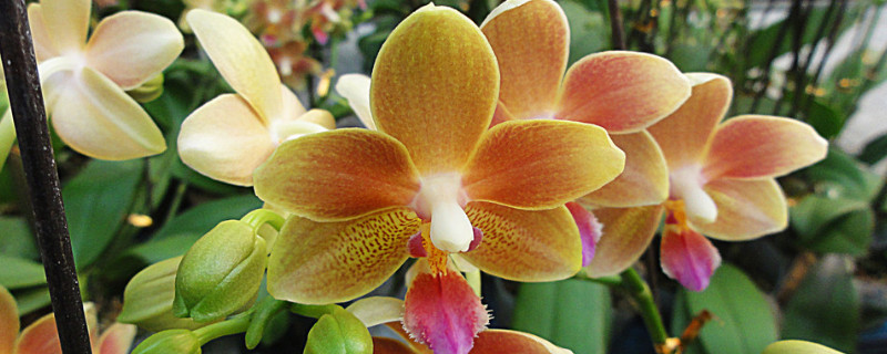 蝴蝶兰的花骨朵为什么会枯萎掉落 蝴蝶兰的花骨朵干枯是什么原因