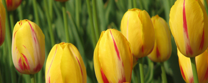 水培郁金香的种植方法和时间（水培郁金香开花以后怎样养殖）