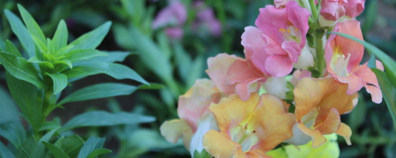 容易爆缸的几种水草 最容易爆缸的水草