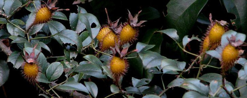 金樱子果实什么时候成熟 金樱子果几月份成熟