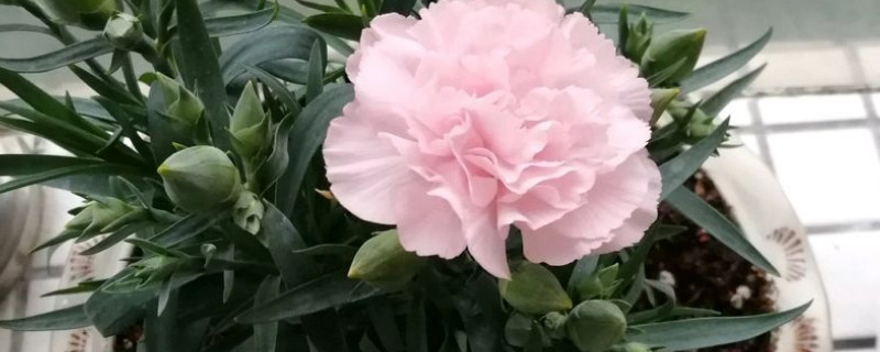 康乃馨秋天可以移植吗 康乃馨什么时候移苗