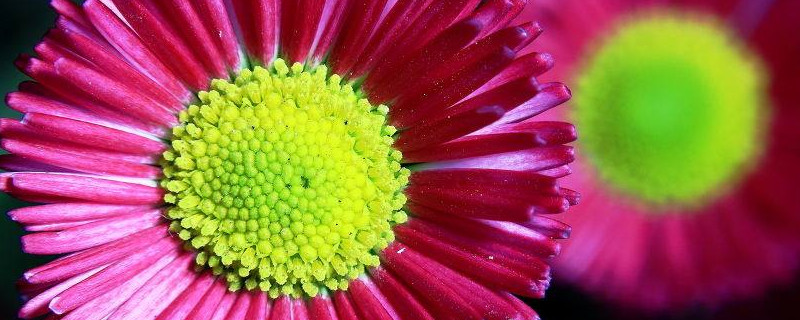 雏菊只长叶子不开花为什么 雏菊光长叶子不开花