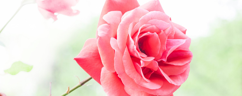 月季花秋天怎么修剪（月季花秋天怎么修剪视频）