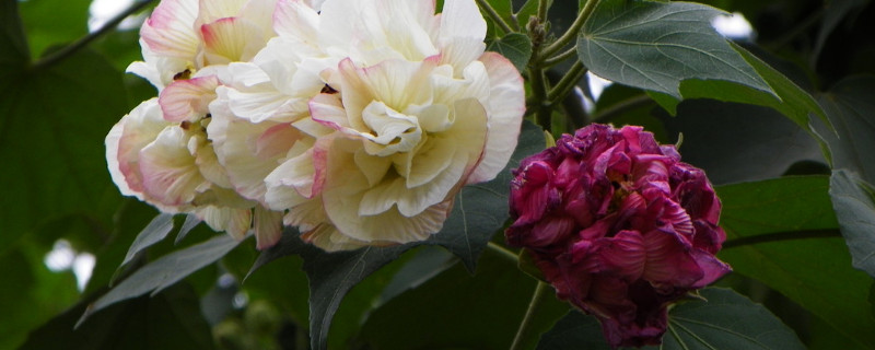 芙蓉花水栽可以么 芙蓉花水培能不能栽活