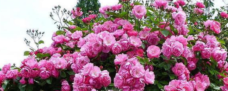 爬藤月季花的养殖方法 爬藤月季花的养殖方法和注意事项