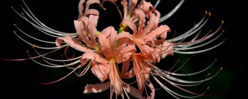 彼岸花叶子折断了怎么办（彼岸花折断了还能活吗）