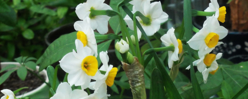 土培水仙花第二年能复花吗 土养水仙花后怎样养到第二年