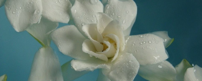 刚买的栀子花怎么养护（新买的栀子花怎么养护）