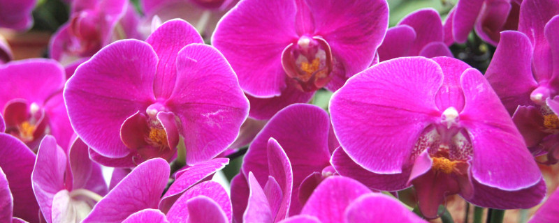 蝴蝶兰发芽怎么移植（蝴蝶兰出芽后如何种植）