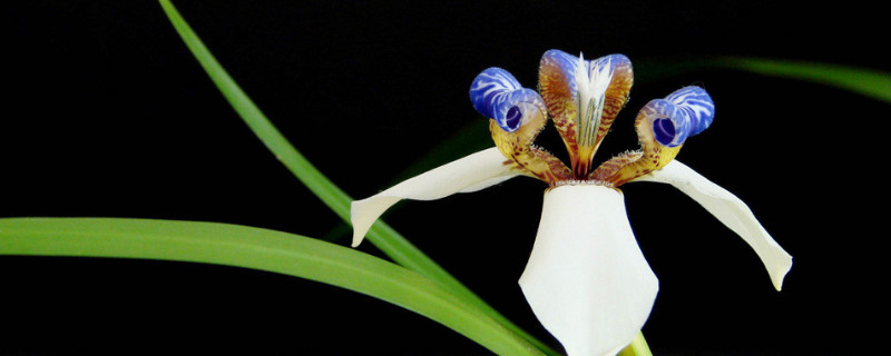 兰花最简单的水培方法（兰花可以水培吗,兰花水培方法）