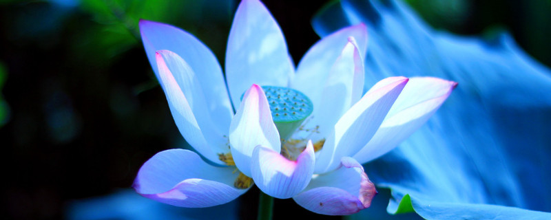 盆栽荷花施肥技巧有哪些 观赏荷花怎么施肥