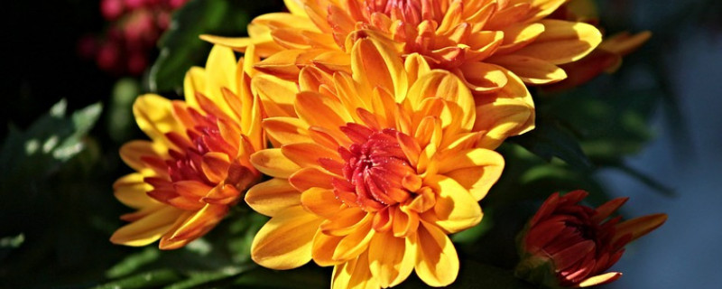 水养菊花的花期是多久（菊花用水养可以保持几日）