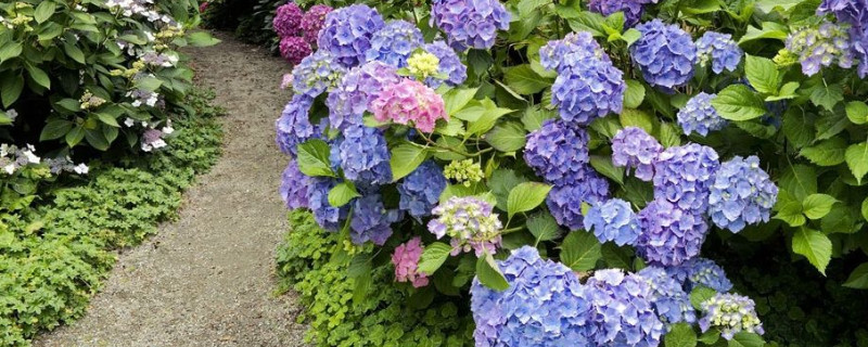 绣球花蔫了怎么办 水养绣球花蔫了怎么办