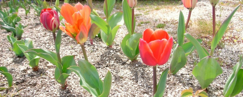 郁金香种球怎么放冰箱里 郁金香种球放冰箱保存要密封吗