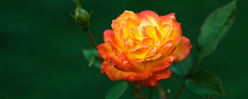 月季花能长多高 月季花可以长多高