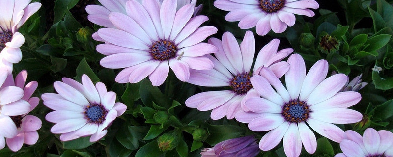 雏菊有香味吗 雏菊花有香味吗