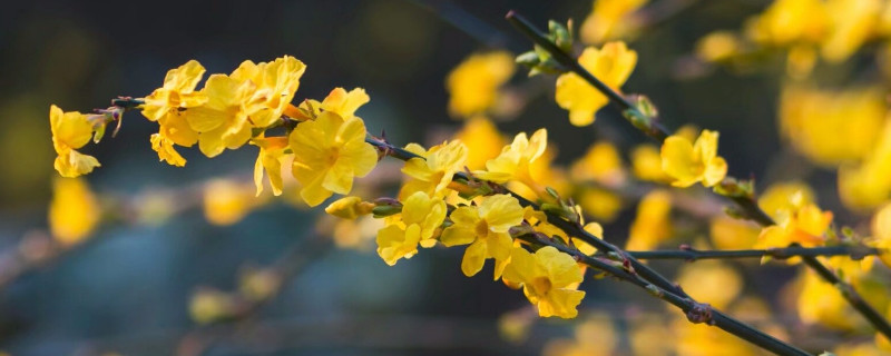 迎春花秋季的栽培与管理（迎春花秋季栽培需注意什么）