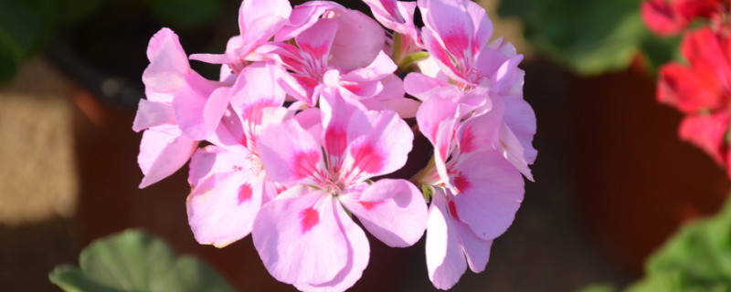 天竺葵有毒吗能放在卧室吗（天竺葵花放在卧室有毒吗）