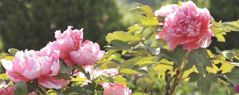 移栽牡丹低于12度还能生根吗(温度10度牡丹能生根吗)