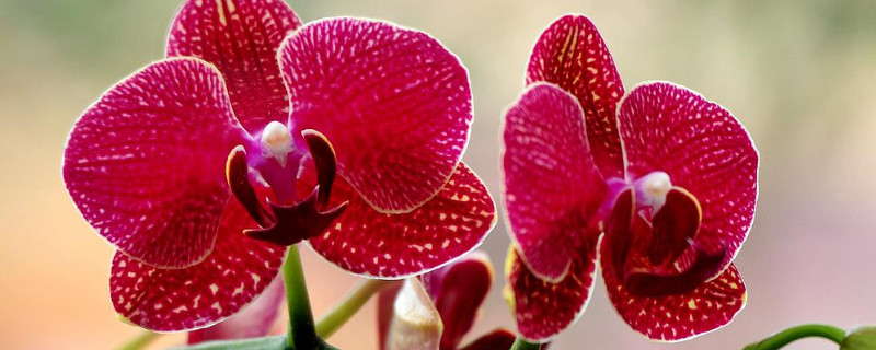 蝴蝶兰喜欢水多还是水少（蝴蝶兰喜欢水吗）