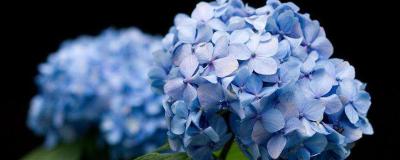 绣球花几月扦插（绣球花几月扦插图片）