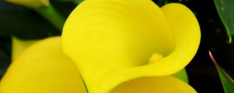 马蹄莲怎么养才能更旺盛 马蹄莲好不好养