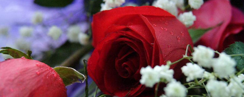 玫瑰花喜光吗 玫瑰花喜光还是喜阴