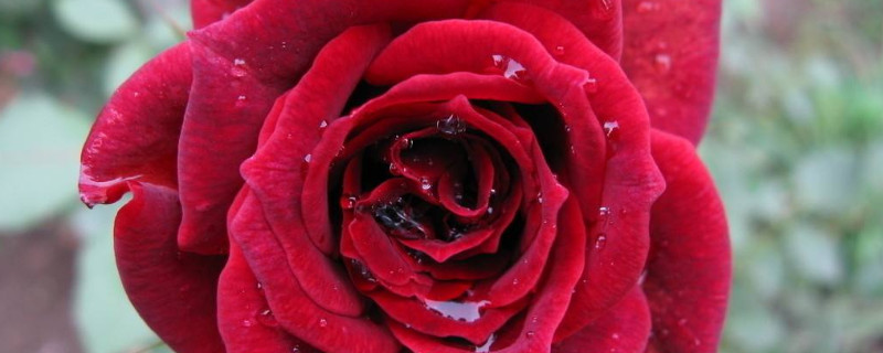 玫瑰叶子突然干焦（玫瑰叶子突然干焦 背面白粉）