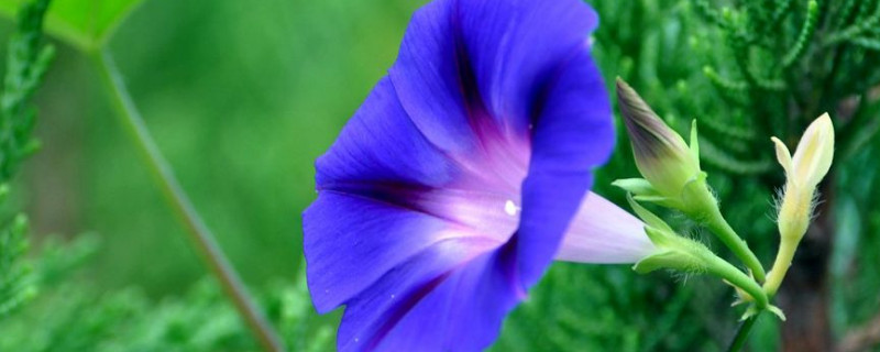 牵牛花可以扦插吗 牵牛花怎么扦插,牵牛花扦插方法