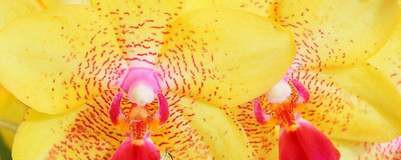 蝴蝶兰没根水培可以加营养液吗 蝴蝶兰用营养液浇水就可以了吗