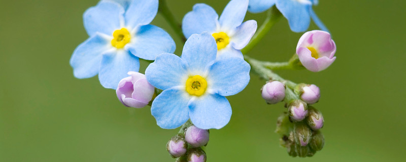 水晶草怎么养（水晶草怎么养保持新鲜）