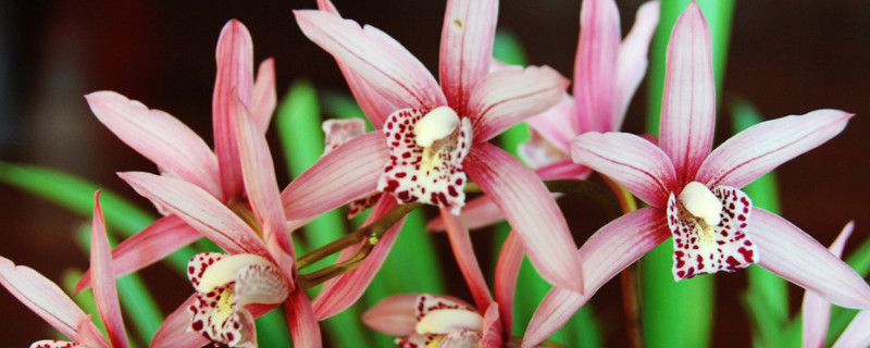 冬季兰花的养护方法 冬季兰花的养殖方法和注意事项