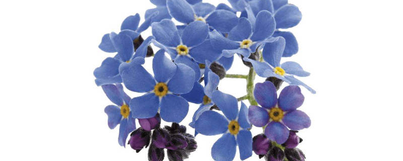 勿忘我怎么养成干花(勿忘我怎么养成干花图片)