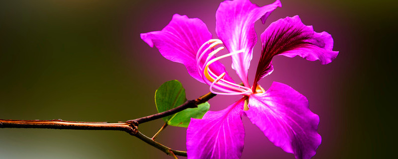 紫荆花要多浇水吗（紫荆花怎么施肥）