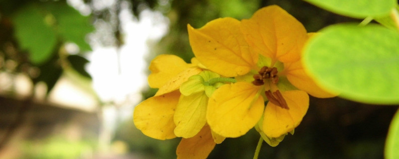 迎春花是什么花(迎春花是什么花序)