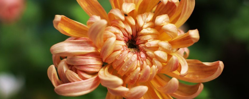 菊花盆景可以养在阳台上吗（阳台可以养菊花吗?）