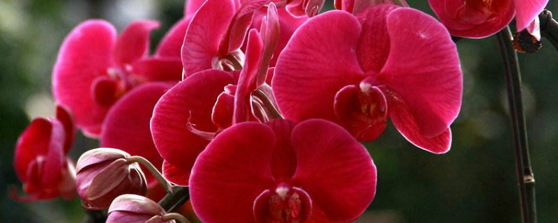 蝴蝶兰水培救根的方法（蝴蝶兰烂根水培法）