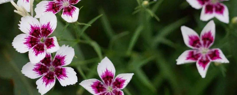 水养康乃馨根茎怎么剪 康乃馨花如何剪枝水养