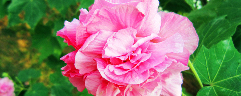 芙蓉花种子的养殖方法 芙蓉花怎样繁殖