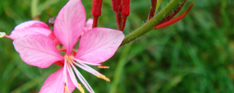 紫荆花种在什么地方 紫荆花怎么种