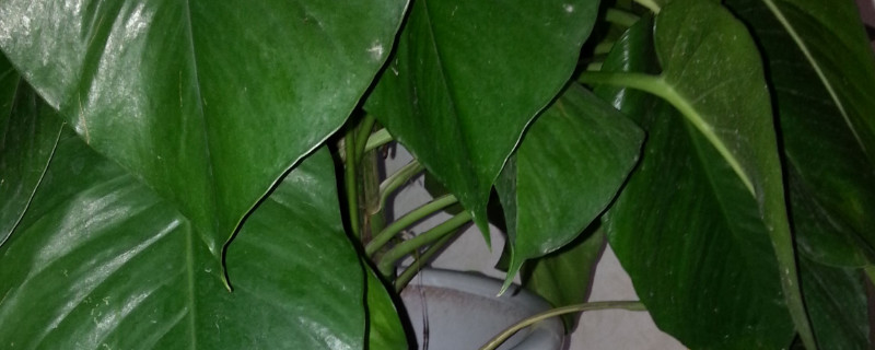 滴水观音怎么长不高（滴水观音为什么长不高）