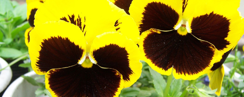 三色堇有毒吗(三色堇有毒么)