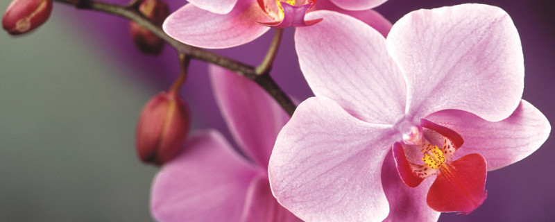 蝴蝶兰对人体有影响吗（蝴蝶兰花对人身体有没有害处）