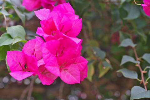 冬天三角梅需要剪枝吗